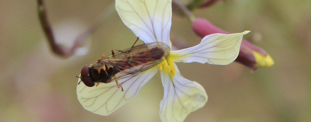 Melanostoma scalare macho (© Patricia Garcia Pereira)